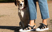 
      Sneaker d'été Baron Papillon Noir
  